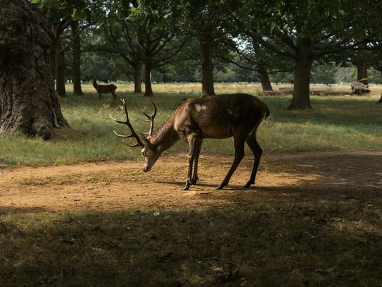 Jak działa fotopułapka?
