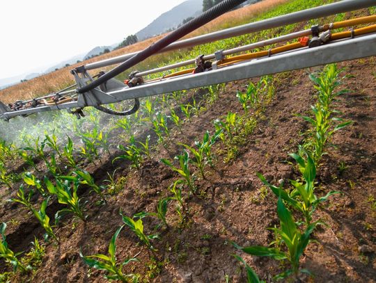 Jak jesienią wzmocnić zboża?