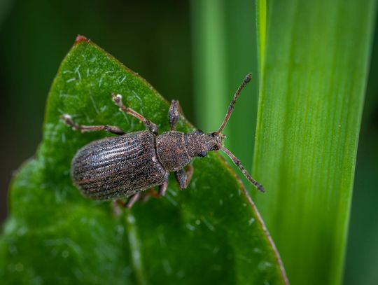 Jak skutecznie pozbyć się pluskiew? Specjaliści z branży DDD udzielają porad