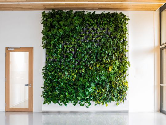 Jakie zalety mają zielone ściany wertykalne w biurze?