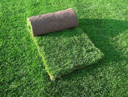 Jakie zastosowania ma trawa w rolce?