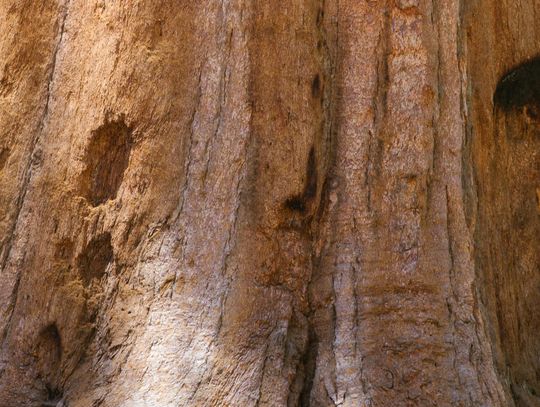 Kim jest dendrolog i do czego jest potrzebny? Praktyczny poradnik dla mieszkańców Mazowsza