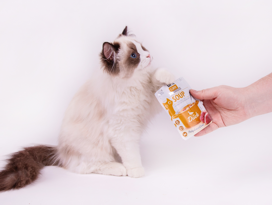 Na co zwrócić uwagę kupując karmę w sklepie dla zwierząt?