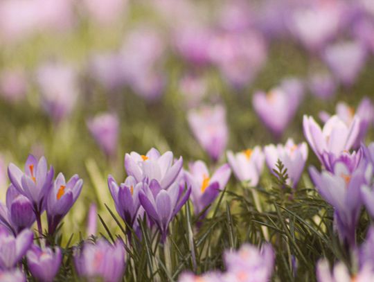 Projektowanie rabaty – krok po kroku