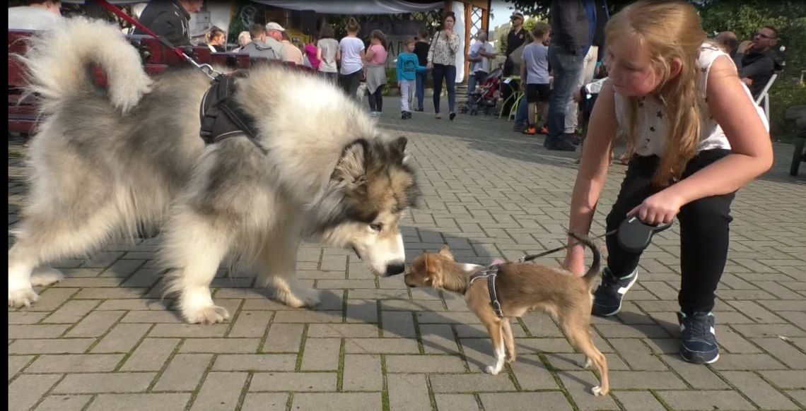 PO LUDZKU O PSICH SPRAWACH